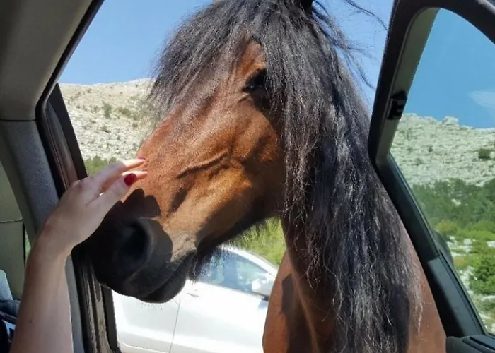 Navis Sea View With Pool Apartment Makarska